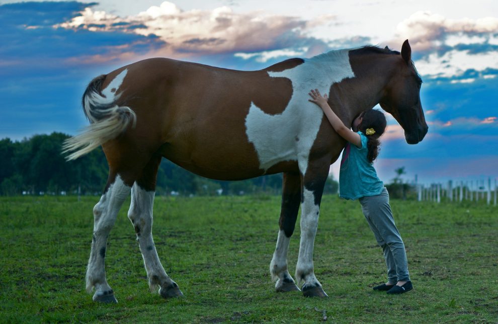 paint horse