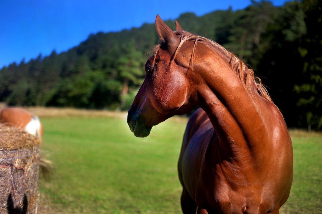 Warmblüter
